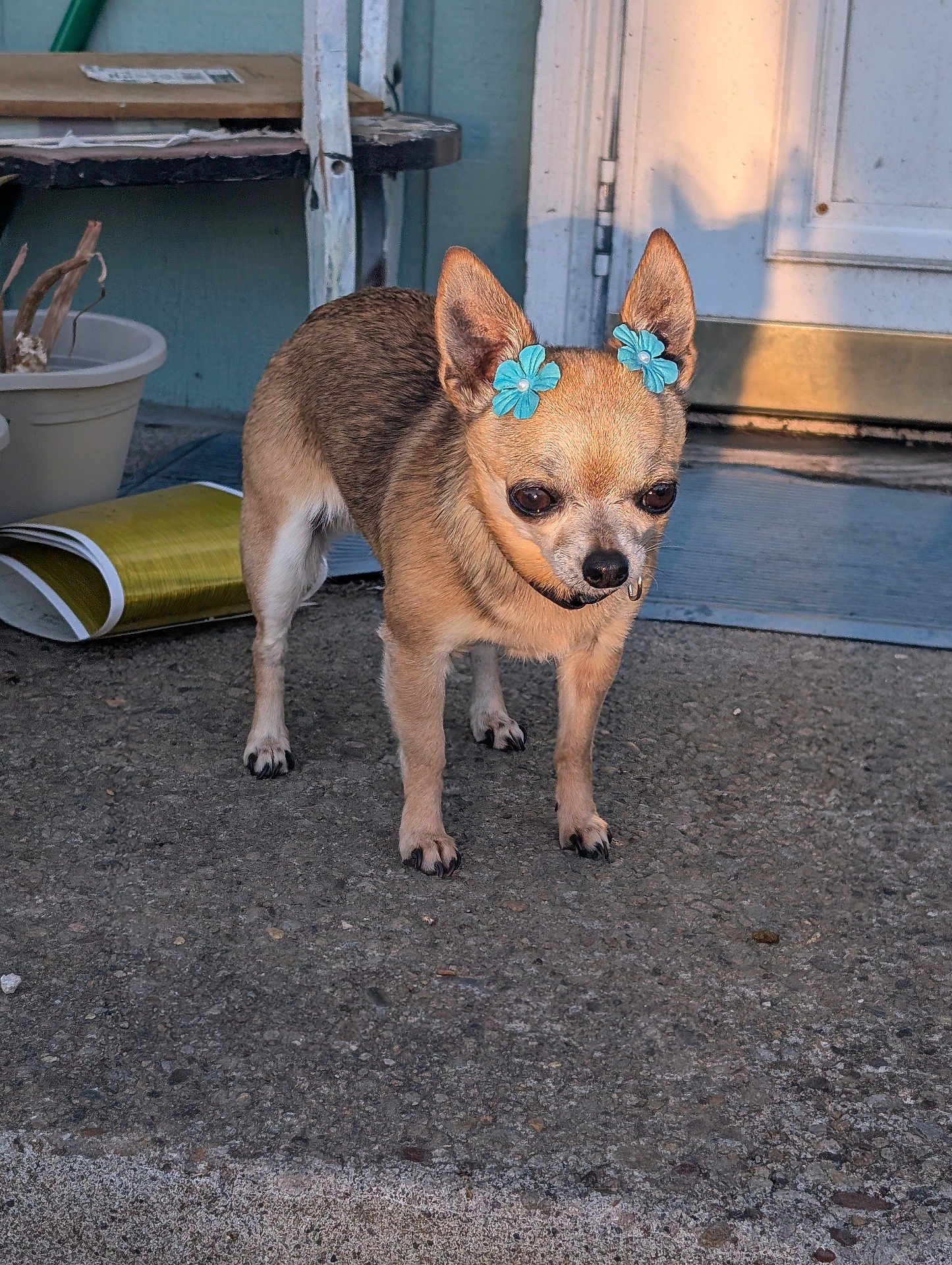 Girly joined the competition — help win amazing prizes! dog, chihuahua, flower_clips, ears, pet, outdoor, porch, concrete, door, sunlight, shadow, curious, small_dog, animal, closeup, brown_fur, pet_accessory, quiet, standing, daylight