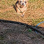 Girly joined the competition — help win amazing prizes! animal, ball, brown_fur, chihuahua, close_up, daylight, dog, ears, garden_hose, grass, ground, laying_down, nature, outdoor, pet, short_fur, small_dog, snout, sunlight, yard