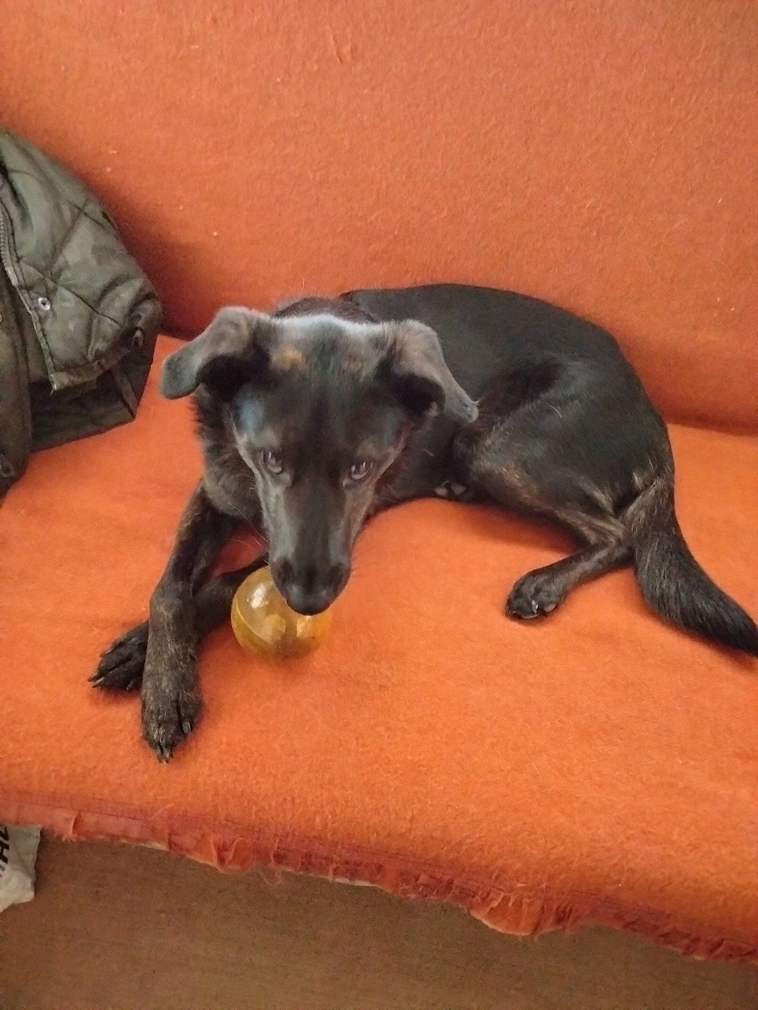 Pikachu a rejoint le concours — aidez-le/la à gagner de superbes lots ! bag, borador, canidae, carnivore, comfort, companion_dog, dog, dog_breed, fawn, flooring, fur, luggage_and_bags, mammal, sighthound, snout, sporting_group, tail, terrestrial_animal, vertebrate, working_animal