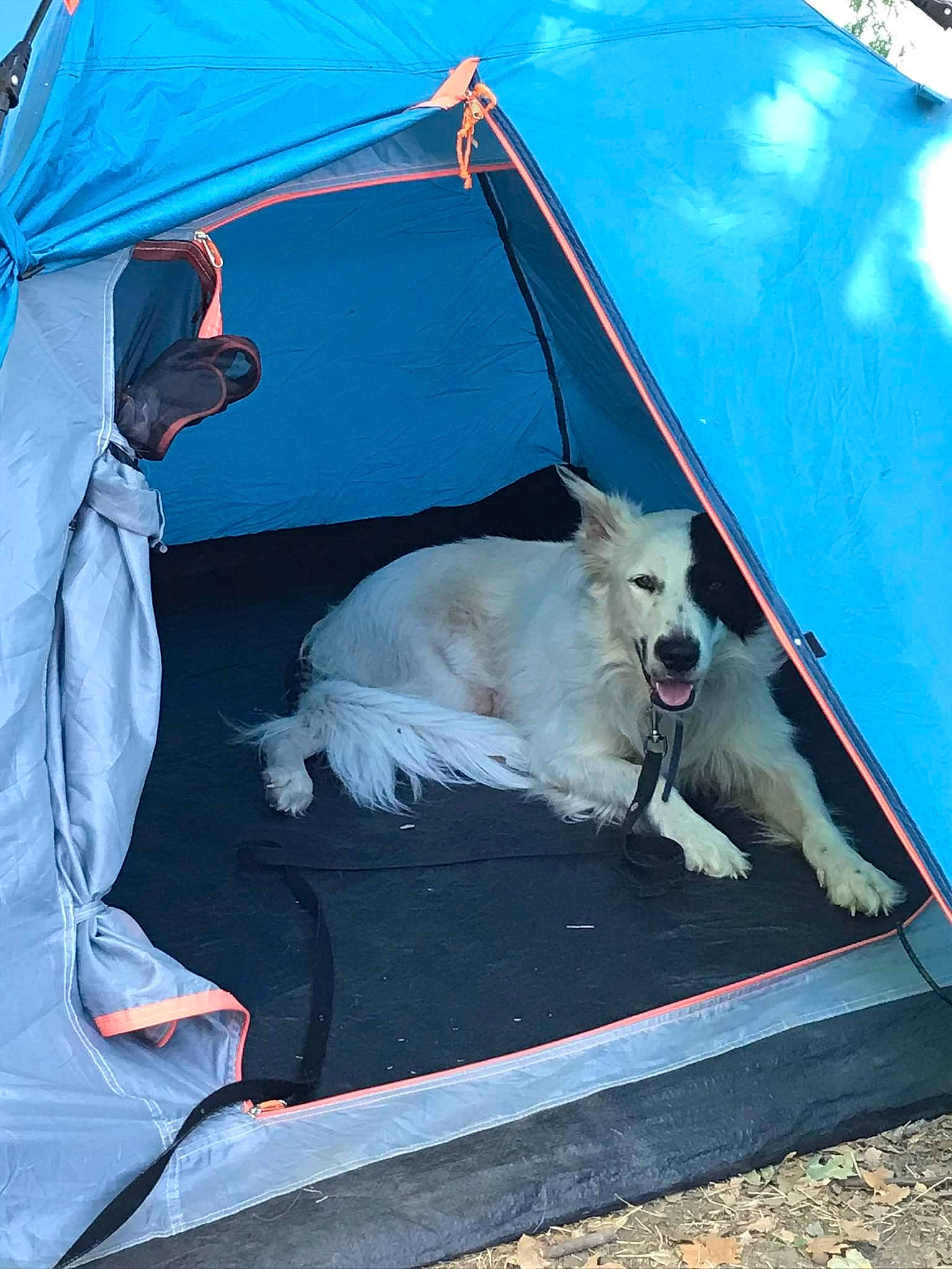 Raven participe au concours pour gagner de l'argent avec cette photo : art, canidae, carnivore, collar, companion_dog, dog, dog_breed, dog_supply, fashion_accessory, leisure, mammal, recreation, shade, sidewalk, sporting_group, tail, tarpaulin, tent, vehicle_door, working_animal