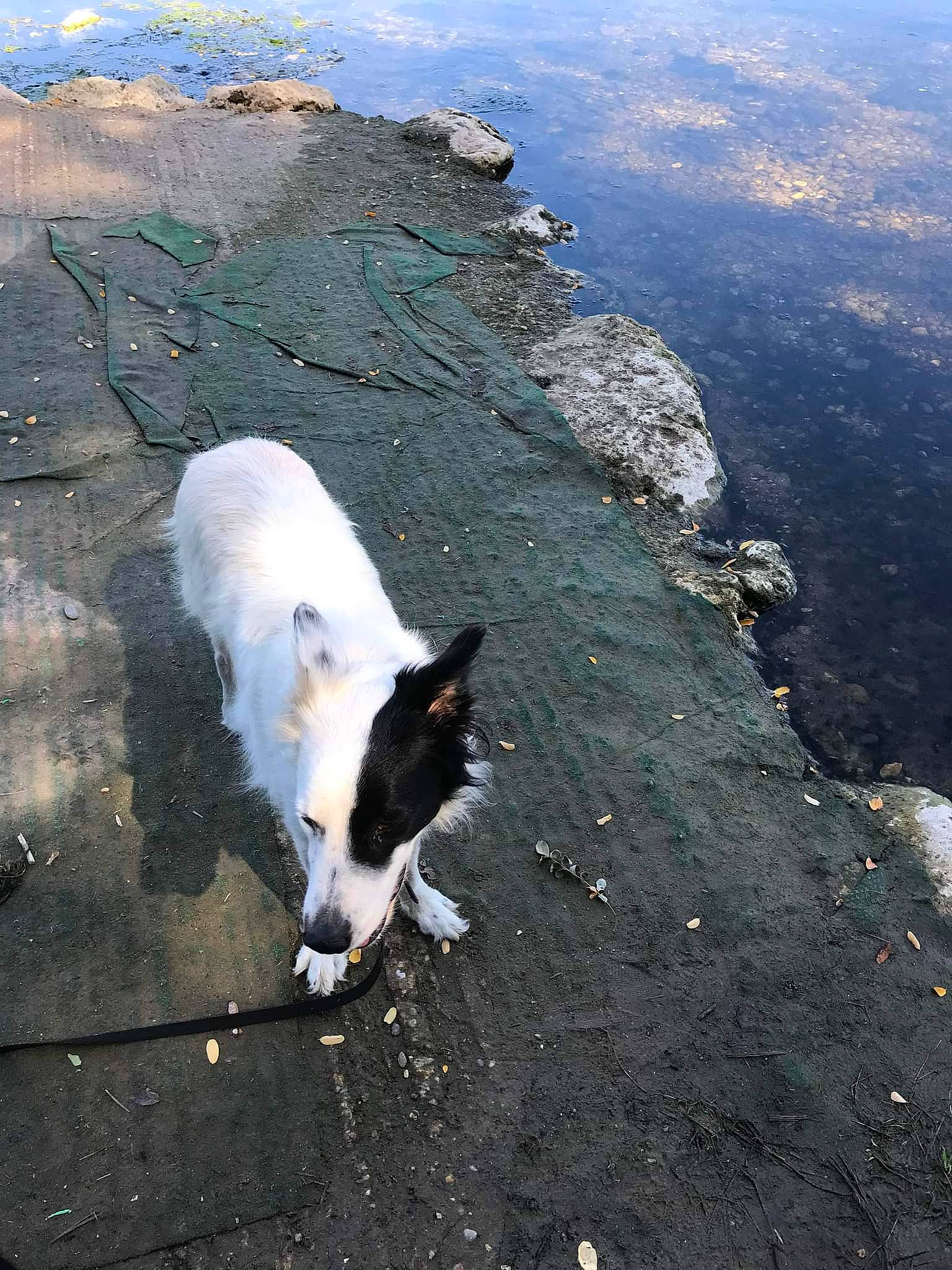 Raven participe au concours pour gagner de l'argent avec cette photo : asphalt, canidae, carnivore, companion_dog, dog, dog_breed, fur, herding_dog, ocean, road_surface, rock, shadow, slope, sporting_group, tail, walking, wind_wave, working_dog