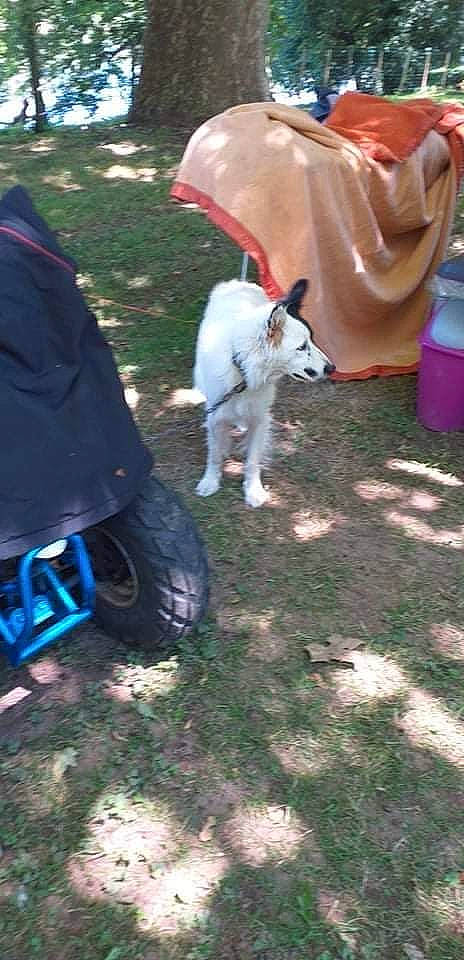 Raven participe au concours pour gagner de l'argent avec cette photo : automotive_tire, backpack, canidae, carnivore, companion_dog, cow_goat_family, dog_breed, electric_blue, event, goats, grass, livestock, non_sporting_group, personal_protective_equipment, recreation, soil, sporting_group, tail