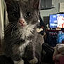 kitten, cat, gray_cat, white_paws, indoor, pet, cute, young_cat, curious, feline, animal, close_up, whiskers, soft_fur, domestic_cat, cozy, blurred_background, television, household, sitting