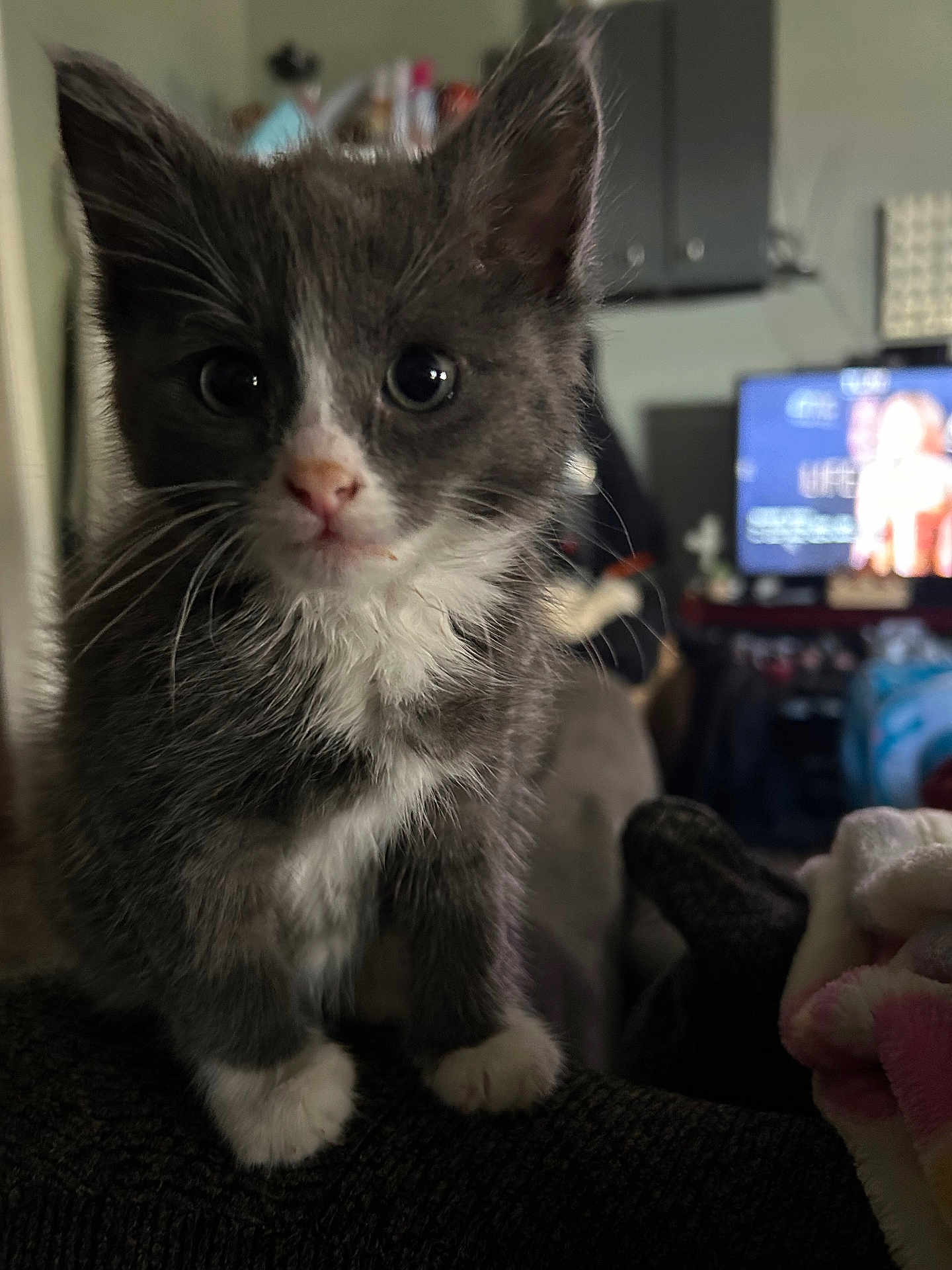 Gia is registered to the contest to win money with this photo: kitten, cat, gray_cat, white_paws, indoor, pet, cute, young_cat, curious, feline, animal, close_up, whiskers, soft_fur, domestic_cat, cozy, blurred_background, television, household, sitting