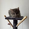 Alph a rejoint le concours — aidez-le/la à gagner de superbes lots ! animal, cat, cat_tree, curious, cute, domestic_cat, feline, fluffy, gray_fur, indoor, kitten, perched, pet, playful, resting, sisal_post, texture, toy_mouse, wall, young_cat