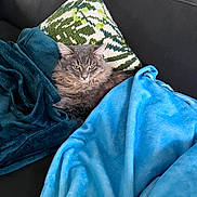 Alph a rejoint le concours — aidez-le/la à gagner de superbes lots ! animal, blanket, blue_blanket, cat, comfort, couch, cozy, decorative_pillow, feline, fur, gray_cat, home, indoor, living_room, pet, pillow, relaxed, resting, soft_texture, teal_blanket