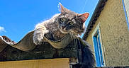 Alph participe au concours pour gagner de l'argent avec cette photo : animal, blue_sky, building, cat, curious, daylight, ears, fence, fluffy_cat, gray_cat, nature, outdoor, pet, relaxed, roof, rustic, sunlight, whiskers, window, wood