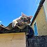 animal, blue_sky, building, cat, curious, daylight, ears, fence, fluffy_cat, gray_cat, nature, outdoor, pet, relaxed, roof, rustic, sunlight, whiskers, window, wood