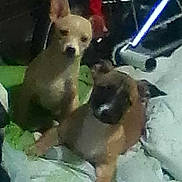 Gordo joined the competition — help win amazing prizes! animal, bicycle_wheel, blanket, brown_dog, clothes, companions, cozy, dog, domestic, floor, furniture, indoor, low_light, pet, pile, pile_of_clothes, resting, sleepy, tan_dog, two_dogs