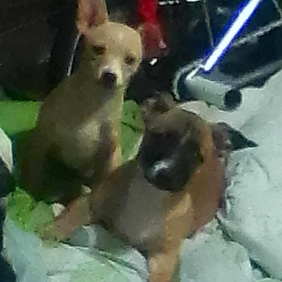 Gordo joined the competition — help win amazing prizes! animal, bicycle_wheel, blanket, brown_dog, clothes, companions, cozy, dog, domestic, floor, furniture, indoor, low_light, pet, pile, pile_of_clothes, resting, sleepy, tan_dog, two_dogs