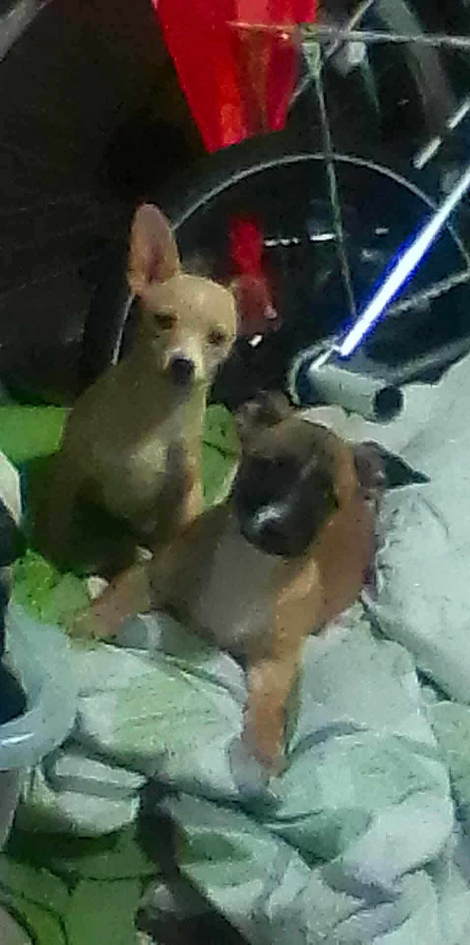 Gordo