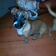 Gordo is registered to the contest to win money with this photo: puppy, dog, floor, wooden_floor, sneakers, white_shoes, pet, indoor, animal, legs, brown_fur, black_muzzle, ears, looking_up, candid, casual, young_dog, domestic_animal, companion, cute