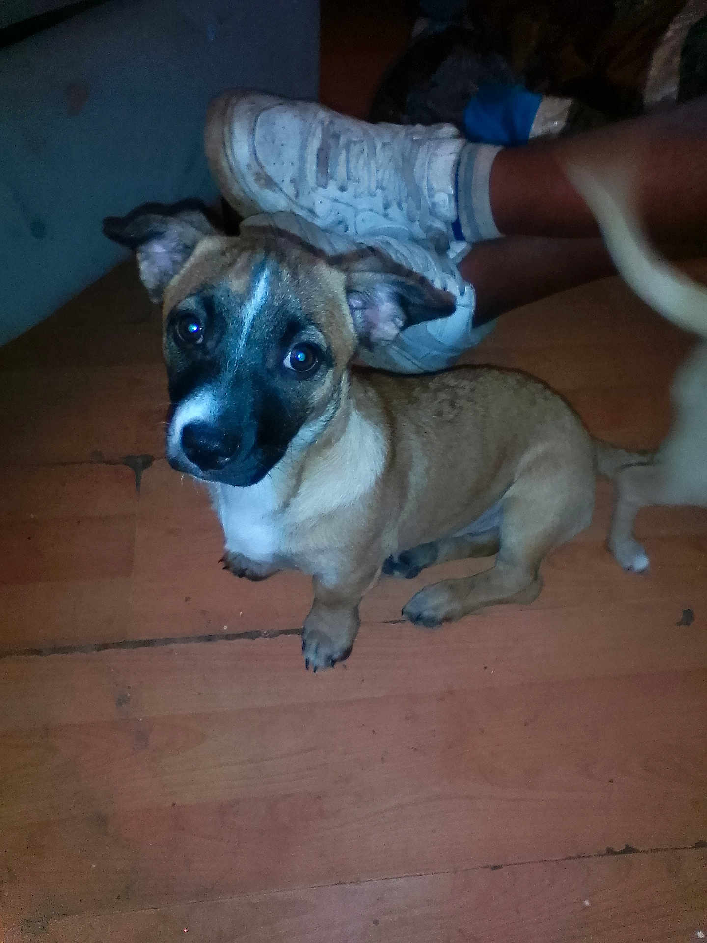 Gordo is registered to the contest to win money with this photo: puppy, dog, floor, wooden_floor, sneakers, white_shoes, pet, indoor, animal, legs, brown_fur, black_muzzle, ears, looking_up, candid, casual, young_dog, domestic_animal, companion, cute