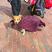 Bonnie joined the competition — help win amazing prizes! animal, bag, blanket, brick_pavement, canine, casual_clothing, cold_weather, companion, daylight, dog, gloves, leash, outdoor, pavement, person, pet, purple_blanket, standing, stroller, walking