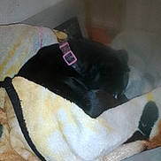 Paco Taco is registered to the contest to win money with this photo: dog, black_dog, blanket, couch, indoor, resting, sleeping, pet, collar, furniture, cozy, relaxing, snuggled, animal, domestic_animal, warm, soft, comfort, nap, fur