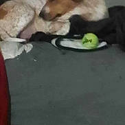 Little Nana joined the competition — help win amazing prizes! animal, blanket, blur, brown, couch, cozy, dog, domestic, furniture, home, indoor, living_room, pet, relaxing, resting, sleeping, soft_lighting, spot, tennis_ball, white