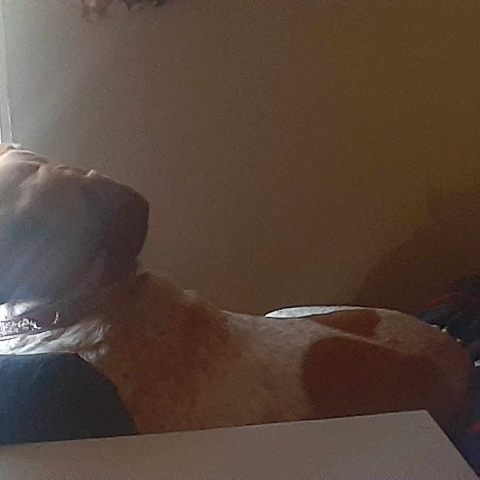 Bonnie is registered to the contest to win money with this photo: canidae, carmine, carnivore, comfort, companion_dog, couch, dog, dog_breed, fawn, flooring, guard_dog, hardwood, retriever, room, sitting, snout, sporting_group, tail, whiskers, wood