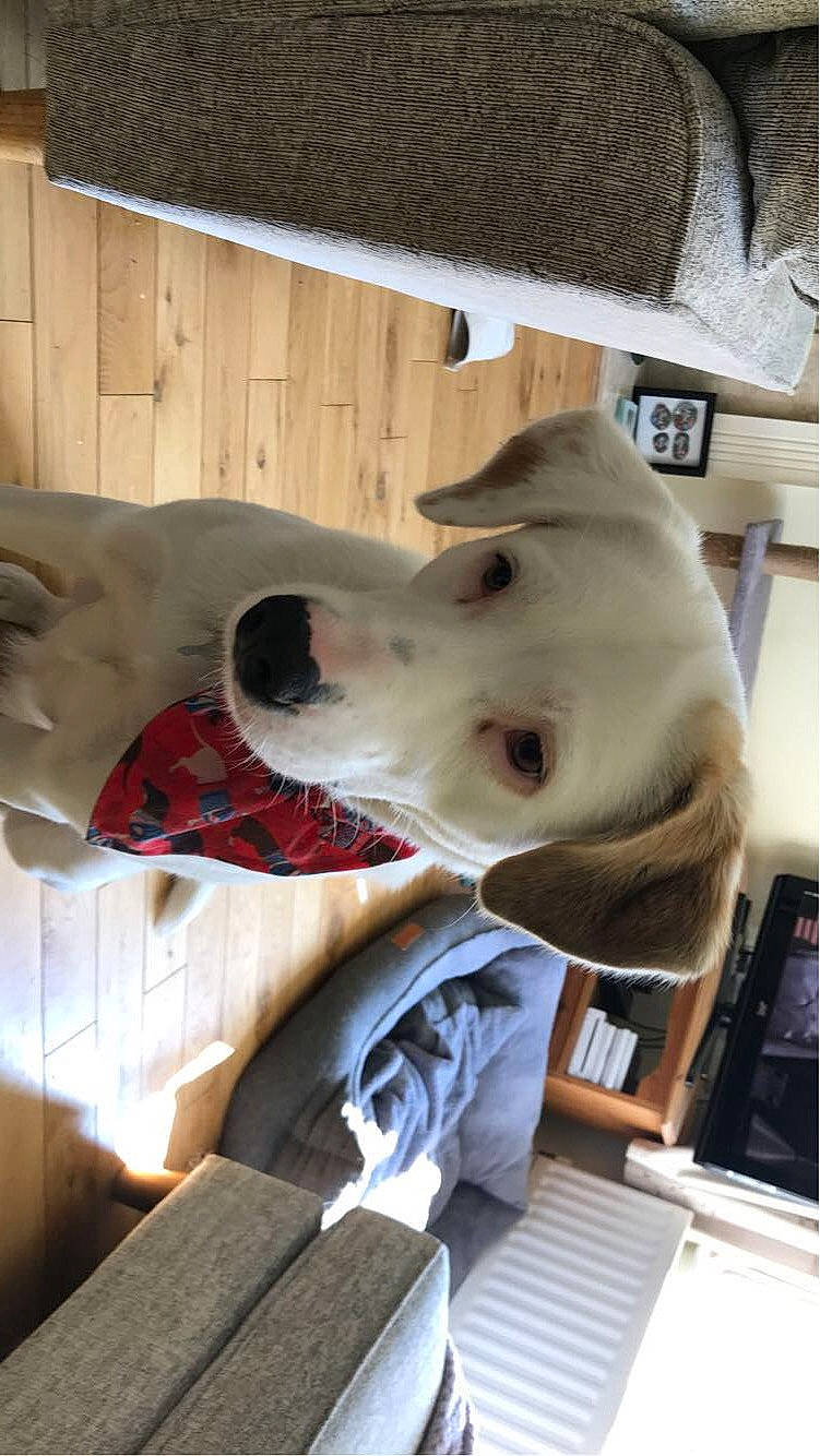 Luna joined the competition — help win amazing prizes! canidae, carmine, carnivore, collar, comfort, companion_dog, dog, dog_breed, dog_collar, fawn, non_sporting_group, pet_supply, snout, sporting_group, wood, working_animal