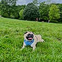 dog, pug, grass, park, outdoor, pet, animal, canine, nature, greenery, harness, tongue_out, happy, lying_down, summer, trees, cloudy_sky, daytime, mammal, cute