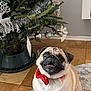 Prince is registered to the contest to win money with this photo: pug, dog, bow_tie, christmas_tree, ornaments, silver_balls, tinsel, wooden_floor, rug, indoor, pet, holiday, festive, cute, smiling, animal, decorations, christmas, celebration, happy