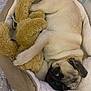 Prince is registered to the contest to win money with this photo: dog, pug, pet_bed, stuffed_animal, plush_toy, sleeping, cozy, blanket, fur, cute, resting, indoors, animal, snuggling, paw, bedroom, comfort, soft, brown, black