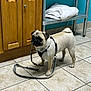 pug, dog, leash, indoor, tile_floor, wooden_cabinet, metal_rack, towel, pet, animal, small_dog, cute, standing, floor_tile, leash_in_mouth, domestic, companion, short_fur, black_harness, ready_for_walk