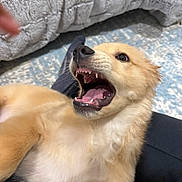 Louie joined the competition — help win amazing prizes! dog, puppy, mouth_open, teeth, tongue, fur, close_up, playful, pet, indoor, blanket, bedding, rug, hand, canine, whiskers, nose, lap, excitement, lying_down