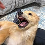 dog, puppy, mouth_open, teeth, tongue, fur, close_up, playful, pet, indoor, blanket, bedding, rug, hand, canine, whiskers, nose, lap, excitement, lying_down