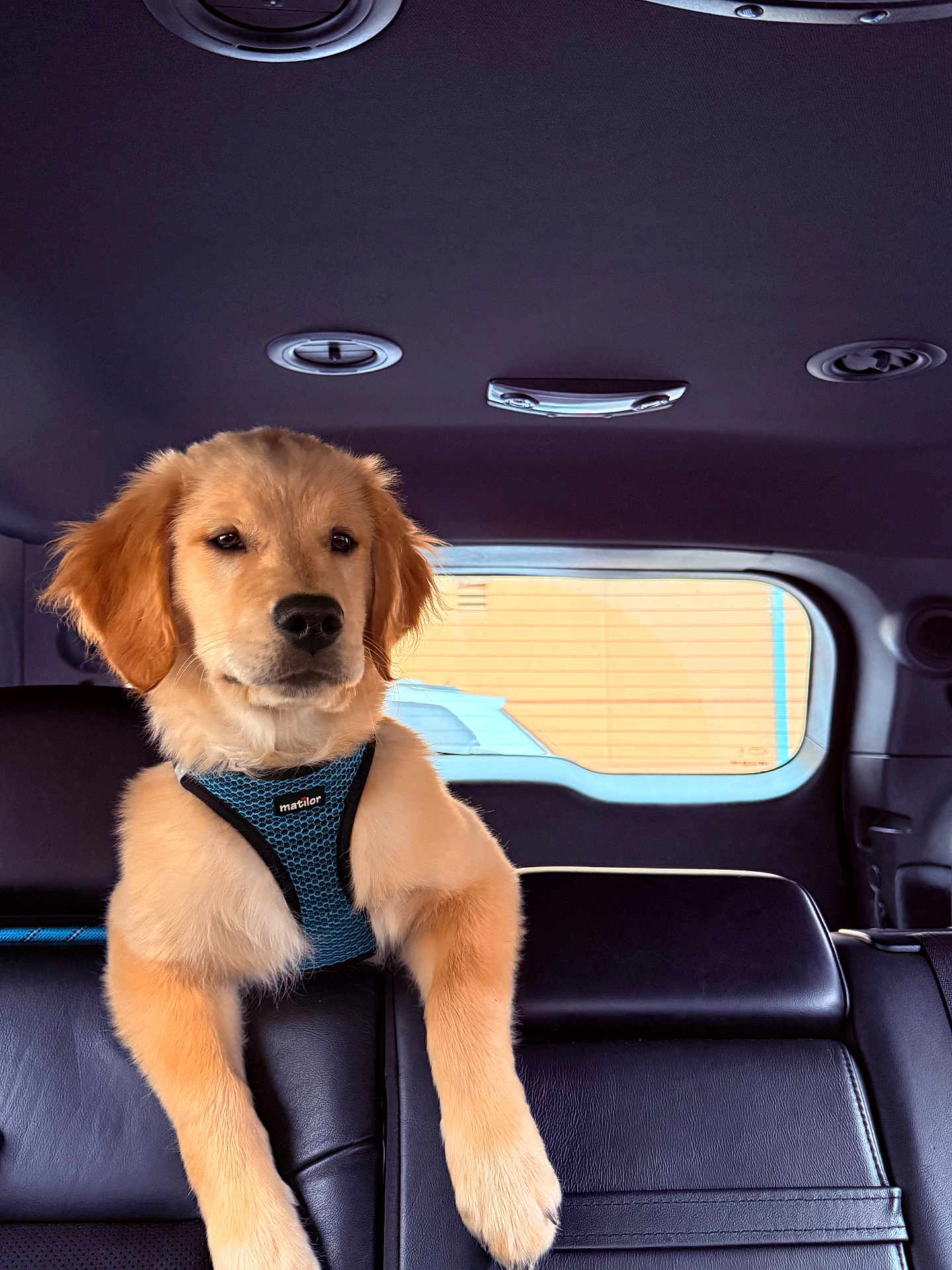 Louie joined the competition — help win amazing prizes! dog, puppy, golden_retriever, harness, car_interior, backseat, leather_seat, window, paws, fur, ears, muzzle, portrait, pet, animal, seat, looking_at_camera, calm, travel, seatbelt