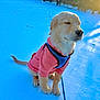 Louie joined the competition — help win amazing prizes! dog, puppy, golden_retriever, snow, winter, pink_jacket, blue_harness, leash, outdoors, sunlight, paws, sitting, eyes_closed, portrait, animal, pet, forest, trees, cute, happy