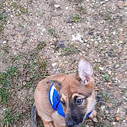 Raven participe au concours pour gagner de l'argent avec cette photo : alert, animal, blue_harness, canine, curious, dirt, dog, ear, earth, fur, grass, ground, nature, outdoor, pet, puppy, side_view, sitting, small_dog, young_dog