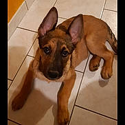 Raven a rejoint le concours — aidez-le/la à gagner de superbes lots ! puppy, dog, german_shepherd, floor, tile, indoor, animal, pet, cute, young, ears, looking_up, brown, black, fur, laying, portrait, decorative_frame, colorful, floral_pattern