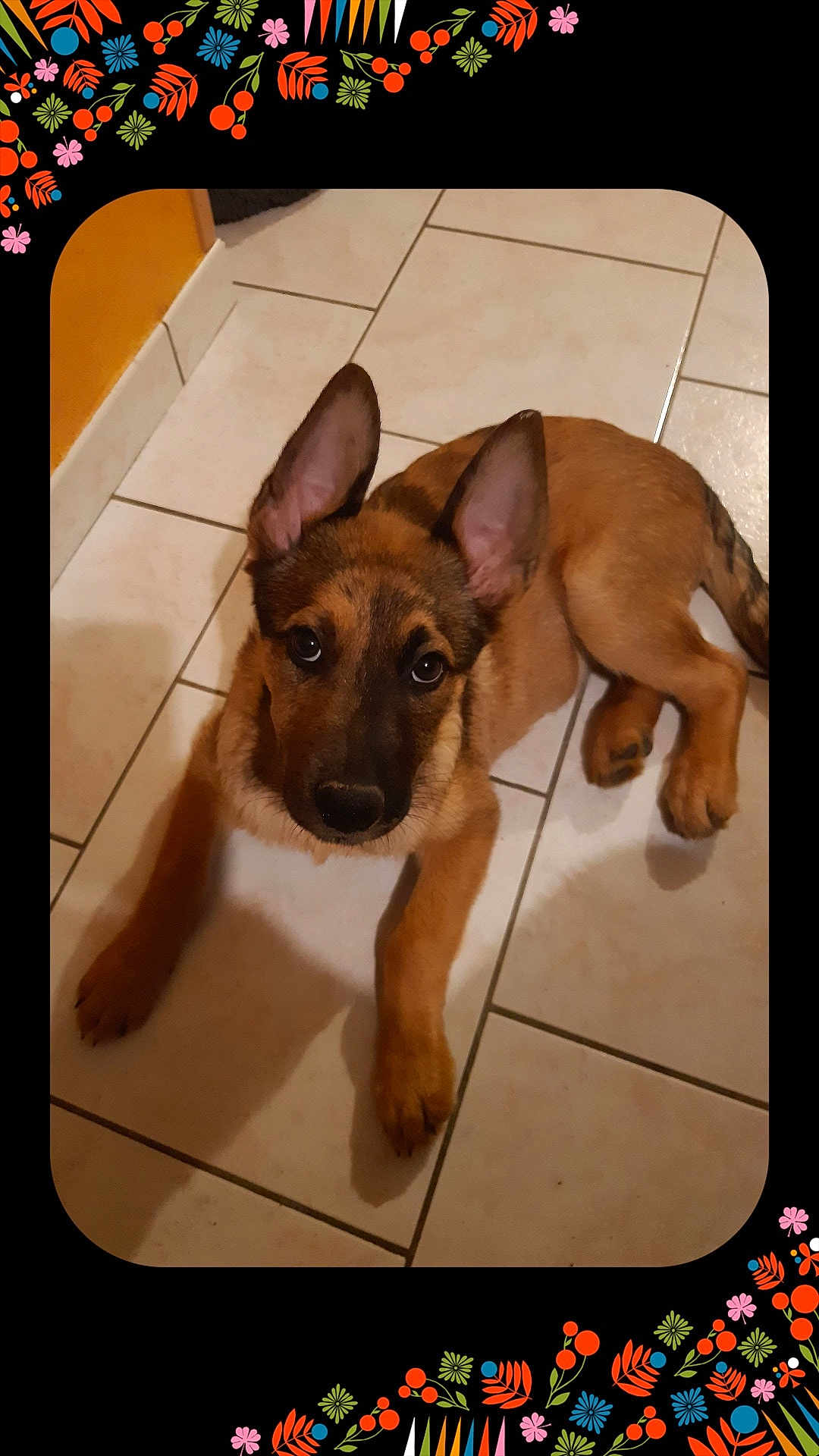 Raven a rejoint le concours — aidez-le/la à gagner de superbes lots ! puppy, dog, german_shepherd, floor, tile, indoor, animal, pet, cute, young, ears, looking_up, brown, black, fur, laying, portrait, decorative_frame, colorful, floral_pattern