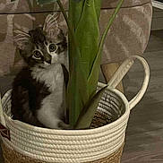 Danna a rejoint le concours — aidez-le/la à gagner de superbes lots ! cat, kitten, basket, plant, indoor, curious, furniture, living_room, floor, greenery, home, pet, cute, whiskers, ears, eyes, fur, domestic_animal, hiding, basket_handle
