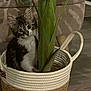 cat, kitten, basket, plant, indoor, curious, furniture, living_room, floor, greenery, home, pet, cute, whiskers, ears, eyes, fur, domestic_animal, hiding, basket_handle