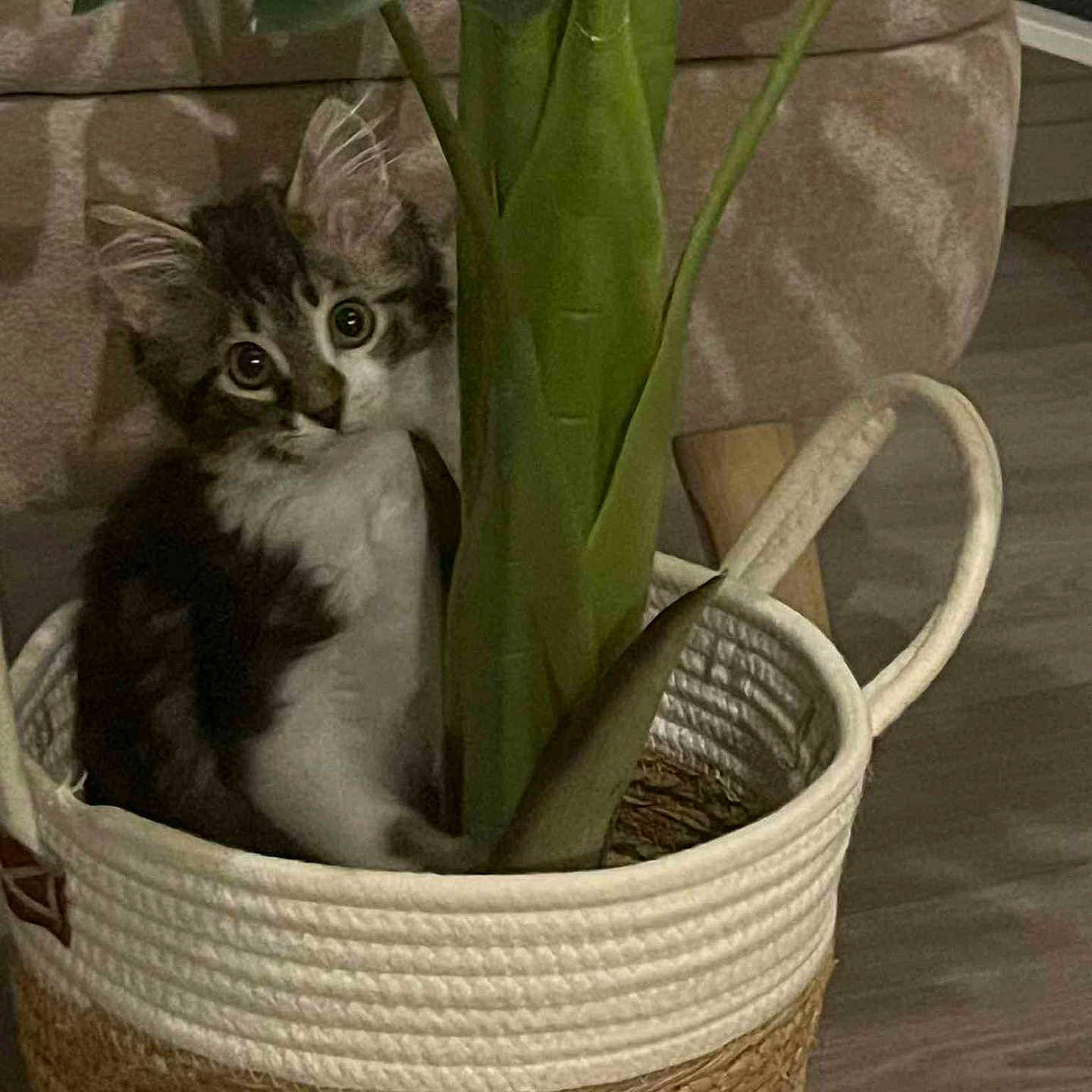 Danna a rejoint le concours — aidez-le/la à gagner de superbes lots ! basket, basket_handle, cat, curious, cute, domestic_animal, ears, eyes, floor, fur, furniture, greenery, hiding, home, indoor, kitten, living_room, pet, plant, whiskers