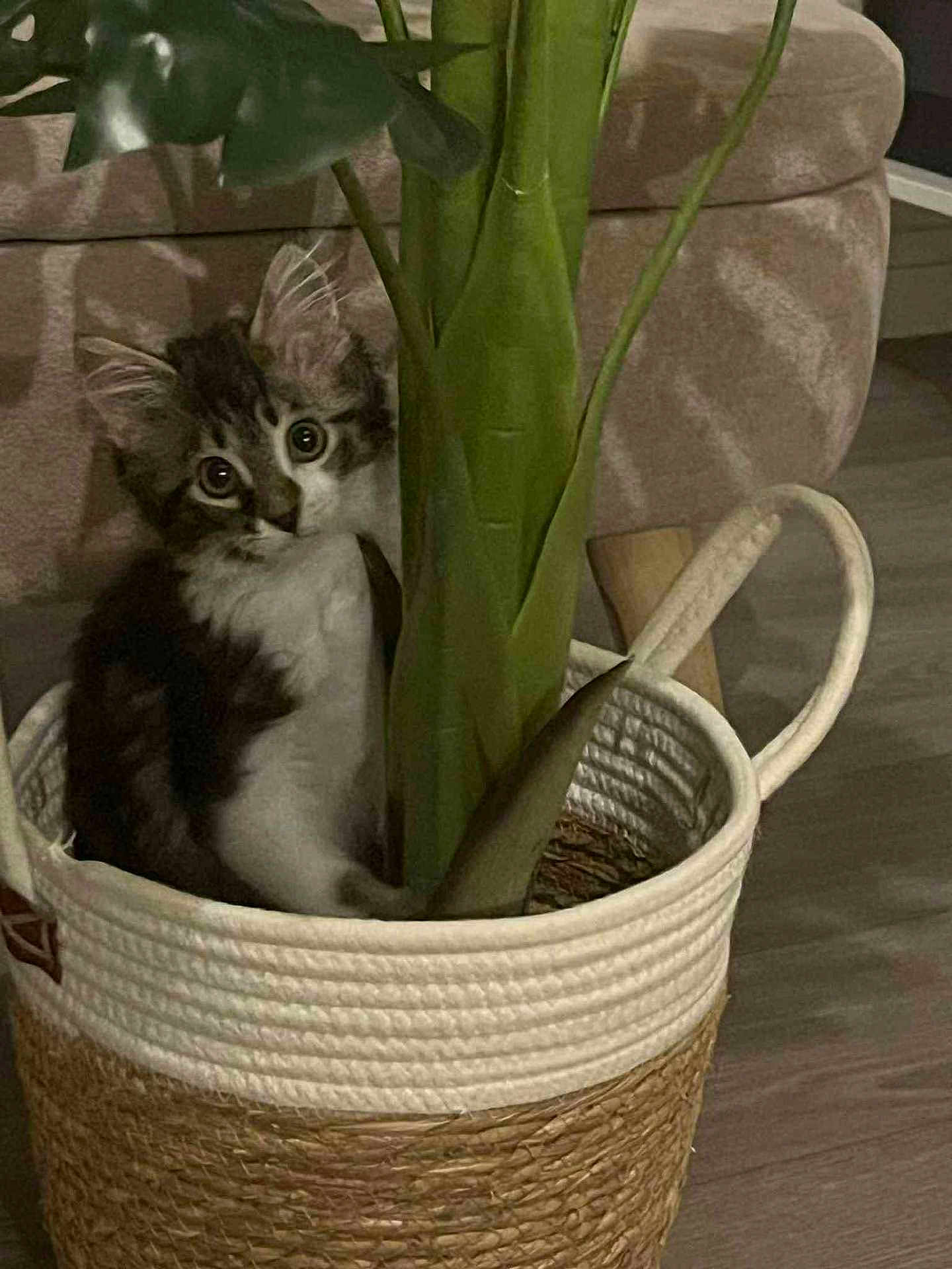 Danna a rejoint le concours — aidez-le/la à gagner de superbes lots ! cat, kitten, basket, plant, indoor, curious, furniture, living_room, floor, greenery, home, pet, cute, whiskers, ears, eyes, fur, domestic_animal, hiding, basket_handle