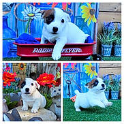 Mireko is registered to the contest to win money with this photo: puppy, dog, white, brown_patches, flowers, garden, red_wagon, grass, playful, cute, outdoor, decor, pet, small, animal, nature, colorful, toy, rock, statue
