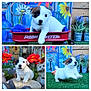 puppy, dog, white, brown_patches, flowers, garden, red_wagon, grass, playful, cute, outdoor, decor, pet, small, animal, nature, colorful, toy, rock, statue
