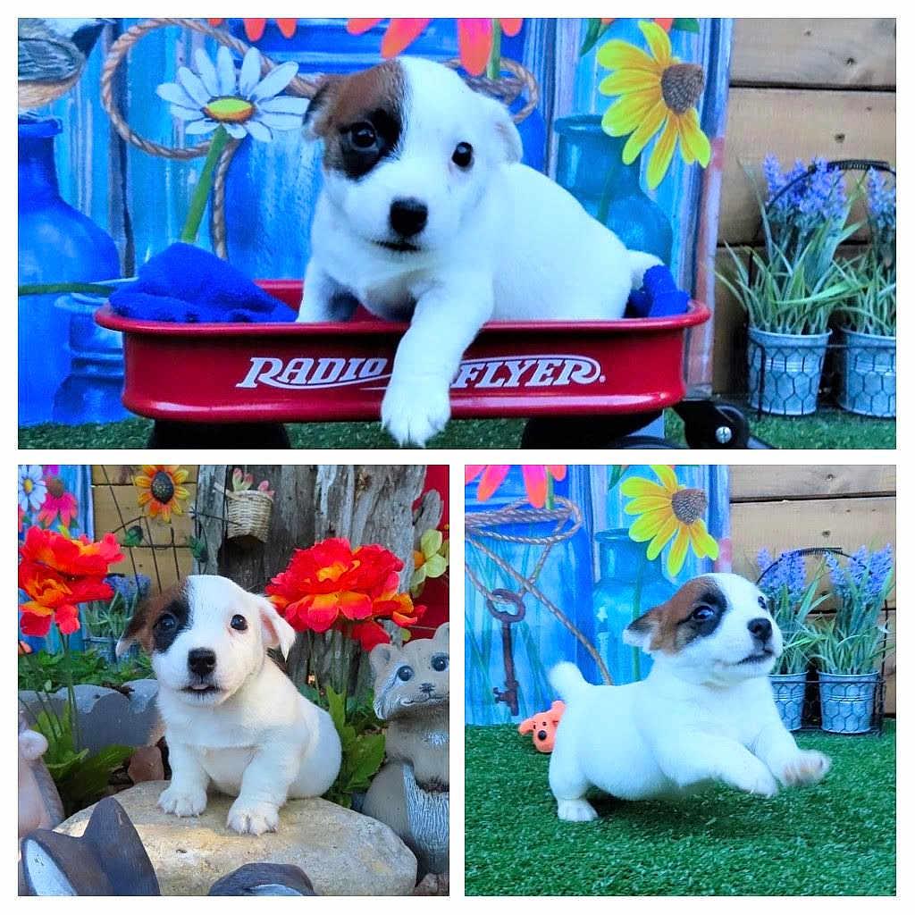 Mireko is registered to the contest to win money with this photo: puppy, dog, white, brown_patches, flowers, garden, red_wagon, grass, playful, cute, outdoor, decor, pet, small, animal, nature, colorful, toy, rock, statue