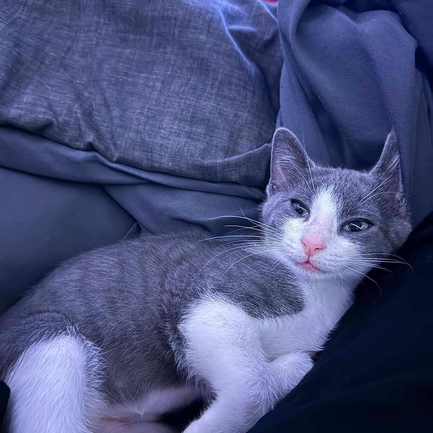 Kiki