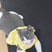 Kiki is registered to the contest to win money with this photo: kitten, cat, yellow_clothing, pet, gray_and_white, collar, cute, animal, indoor, laying_down, fur, young, whiskers, ears, paws, curious, domestic_cat, feline, soft, resting