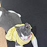 kitten, cat, yellow_clothing, pet, gray_and_white, collar, cute, animal, indoor, laying_down, fur, young, whiskers, ears, paws, curious, domestic_cat, feline, soft, resting