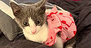 Kiki joined the competition — help win amazing prizes! kitten, cat, pet, indoor, bed, blanket, pillow, gray_cat, white_cat, animal_clothing, pink_dress, strawberry_pattern, cute, young_cat, domestic_cat, fur, resting, cozy, curious, household