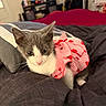 kitten, cat, pet, indoor, bed, blanket, pillow, gray_cat, white_cat, animal_clothing, pink_dress, strawberry_pattern, cute, young_cat, domestic_cat, fur, resting, cozy, curious, household