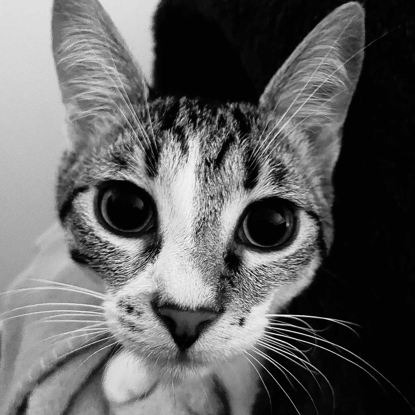 Snoopy a rejoint le concours — aidez-le/la à gagner de superbes lots ! abyssinian, animal, cat, kitten, manx, pet, siamese