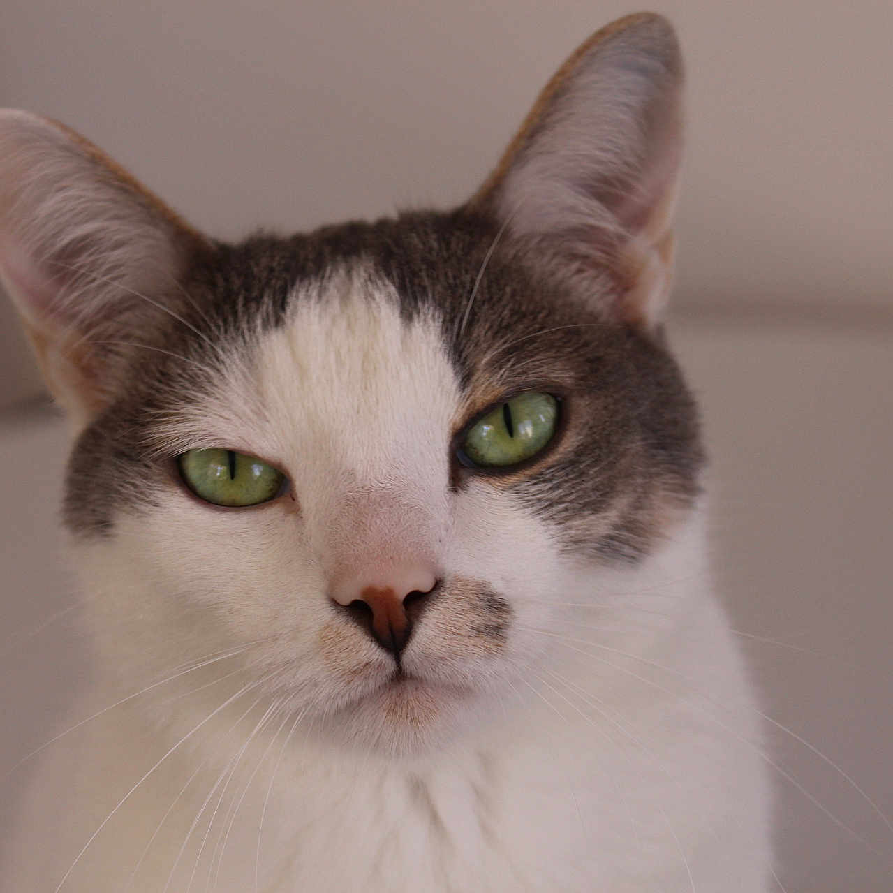 Panpan participe au concours pour gagner de l'argent avec cette photo : abyssinian, angora, animal, cat, kitten, manx, pet, siamese