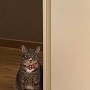 Gorgonzola a rejoint le concours — aidez-le/la à gagner de superbes lots ! cat, gray_cat, tabby, bow_tie, pet, indoor, doorway, wooden_floor, curious, sitting, feline, animal, domestic_cat, whiskers, ears, fur, collar, bell, portrait, looking