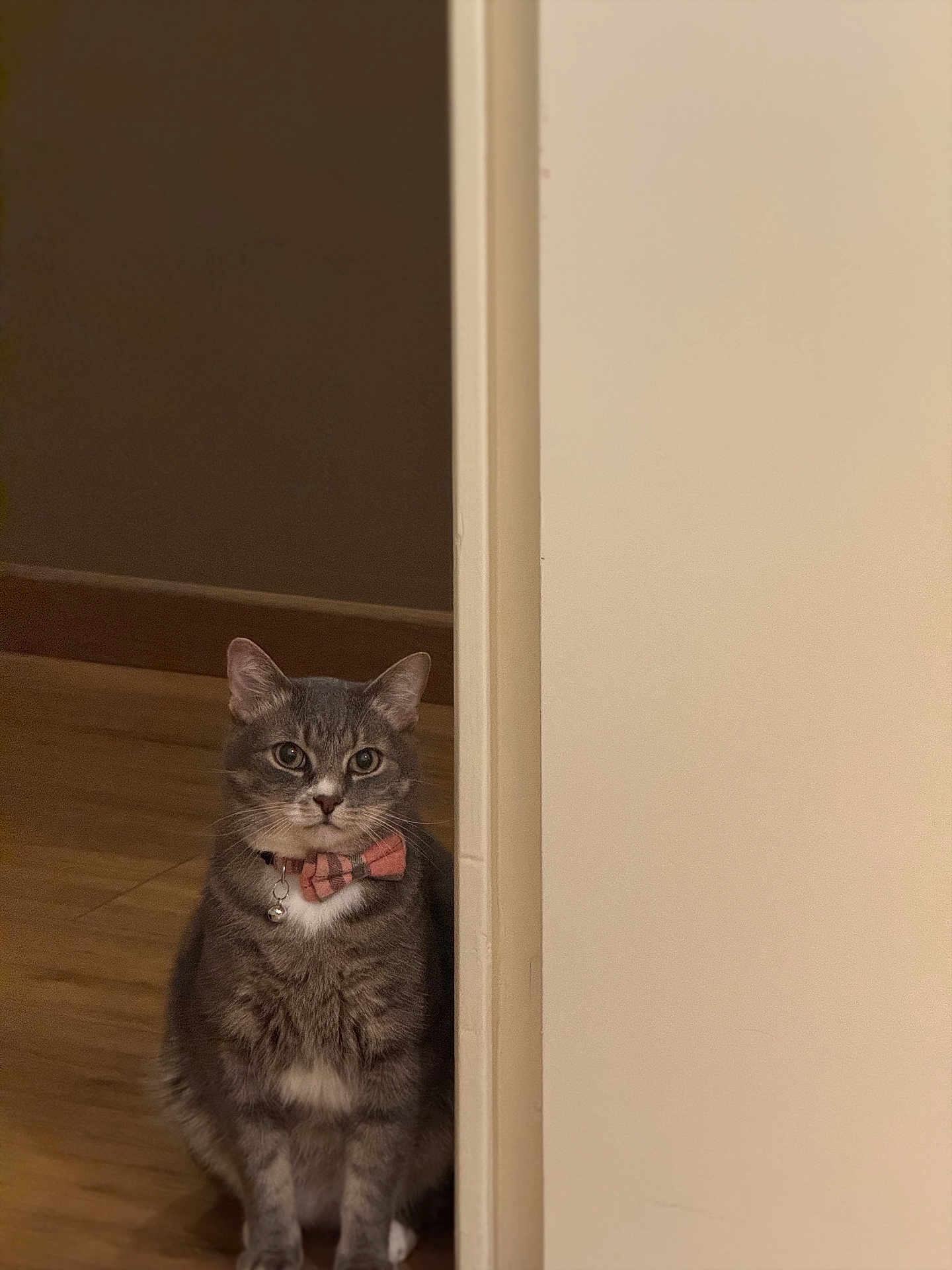 Gorgonzola a rejoint le concours — aidez-le/la à gagner de superbes lots ! cat, gray_cat, tabby, bow_tie, pet, indoor, doorway, wooden_floor, curious, sitting, feline, animal, domestic_cat, whiskers, ears, fur, collar, bell, portrait, looking