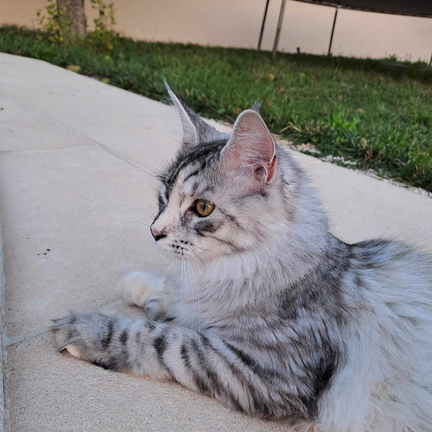 Shanelle participe au concours pour gagner de l'argent avec cette photo : animal, architecture, building, cat, face, grass, head, kitten, nature, outdoors, path, person, pet, photography, plant, portrait, pottedplant, shelter, tree, yard
